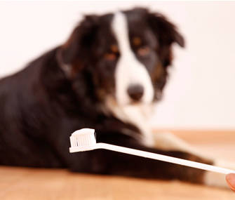 Dog toothbrush