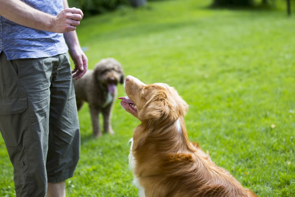 Dog getting a treat from owner outside