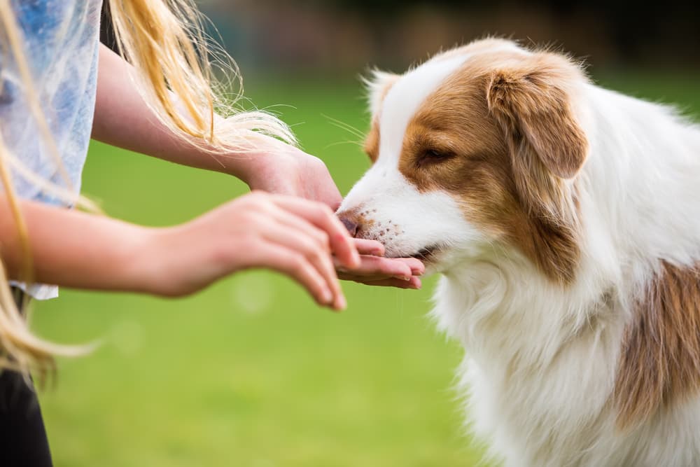 Little girl giving a dog a treat