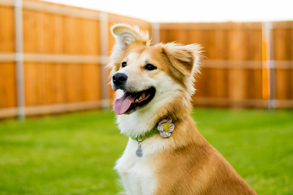 Dog sitting in backyard with one ear up