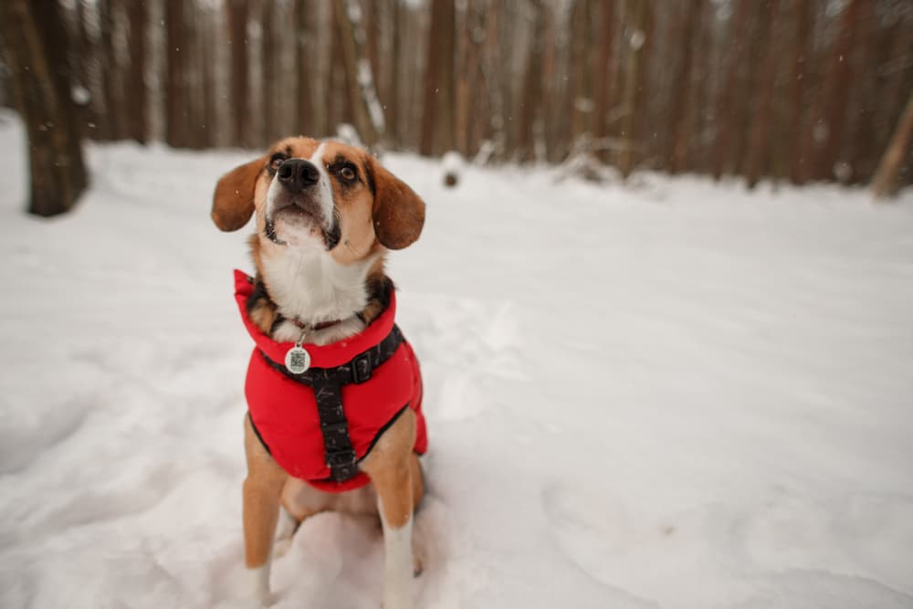 Dog looking up to camera very cute