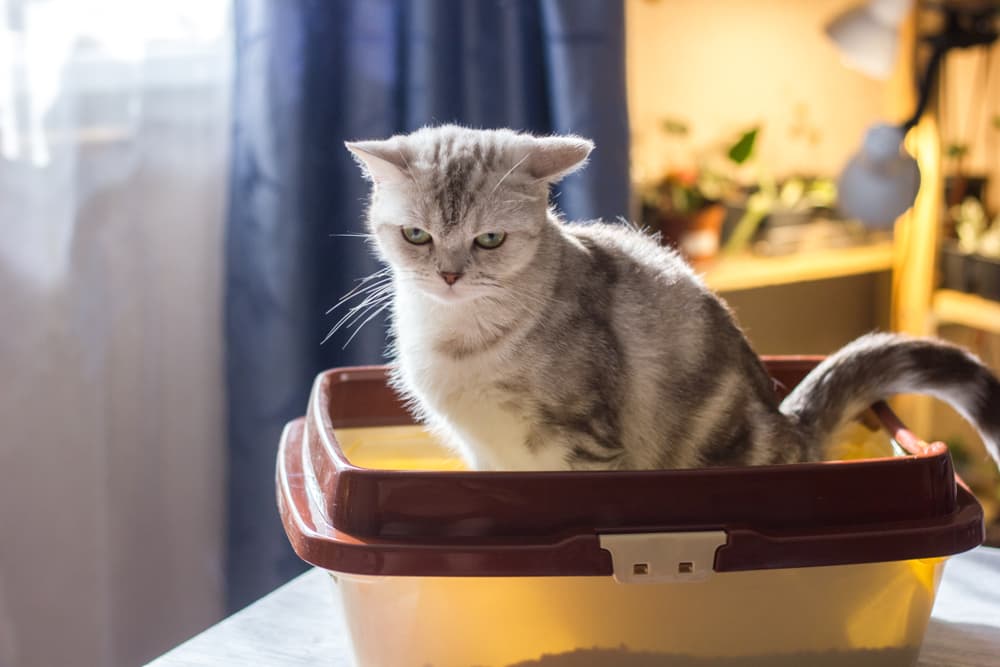 13 Best Dust-Free Cat Litters of 2024