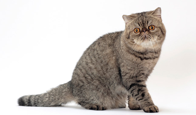 Exotic Shorthair cat