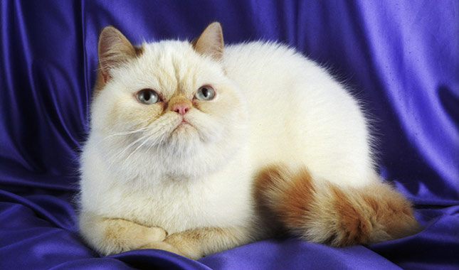 Exotic Shorthair cat