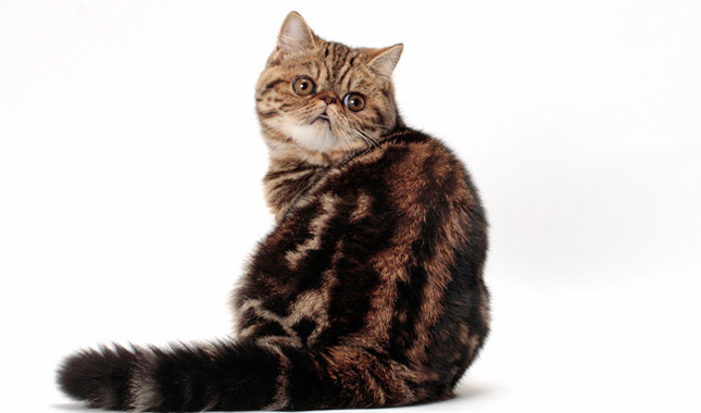 Exotic Shorthair cat