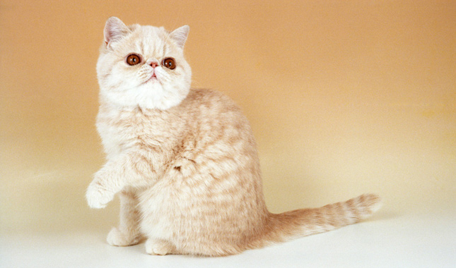 Cream Tabby Exotic Shorthair