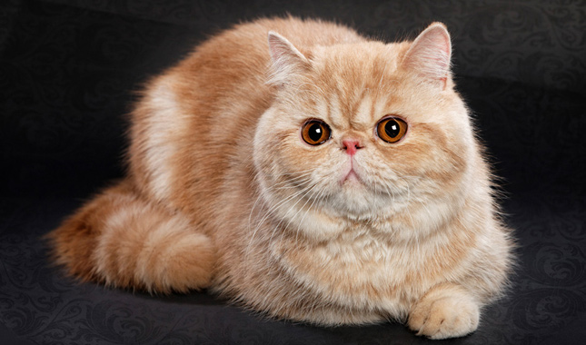 Exotic Shorthair on Black Background