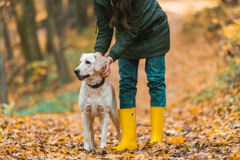 8 Best Fall Dog Collars for Festive Autumn Fashion