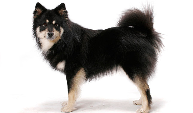 Finnish Lapphund