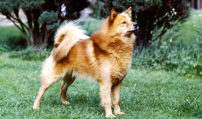 Finnish Spitz