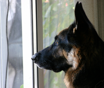 German shepherd at door