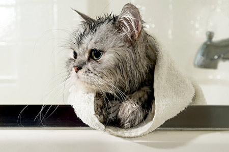 Cat Bathing 101