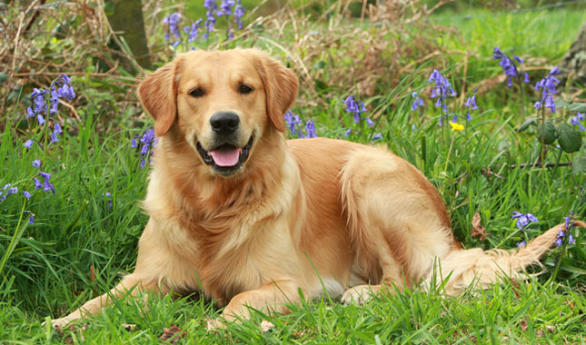 Golden Retriever Dog Breed