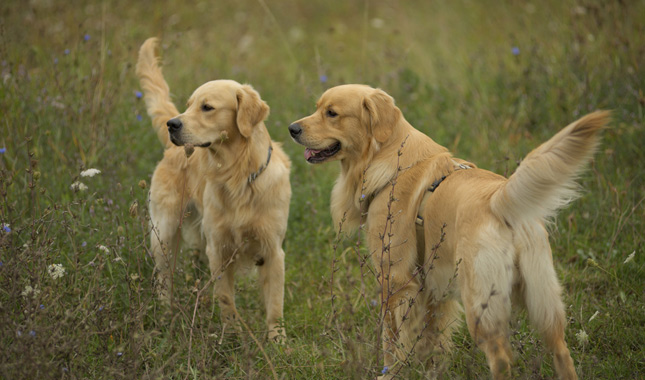 Two Golden Retrievers Standing in Field