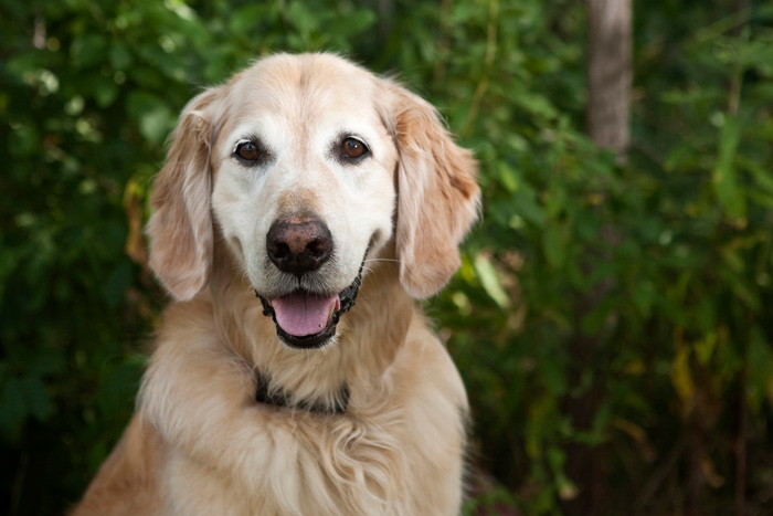 Close up of smiling senior Golden Retriever