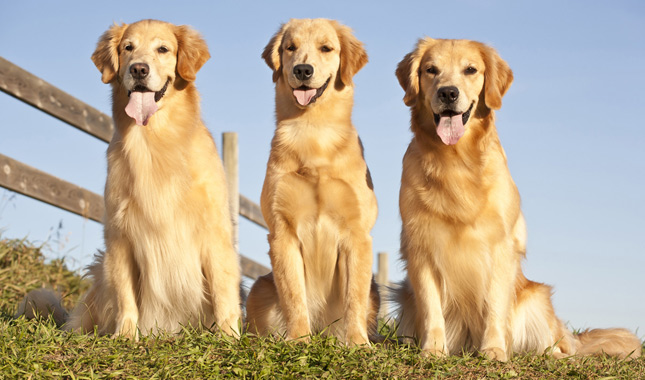 Three Golden Retrievers Sitting Outdoors 