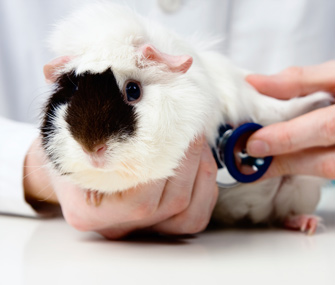 Guinea Pig at the Vet