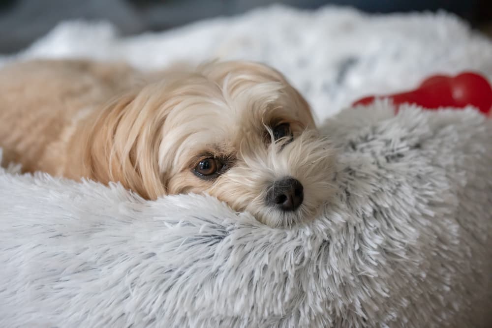 Happy dog snuggled in a dog bed at home