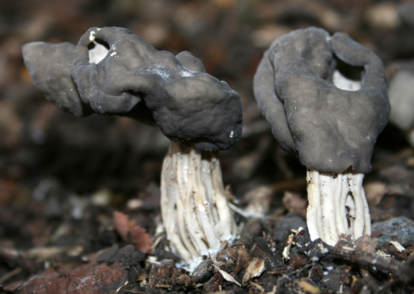 Helvella Lacunosa — "Elf’s Saddle"