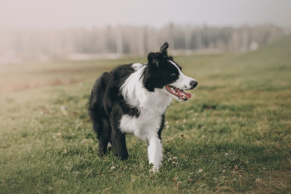 Dog running in the field