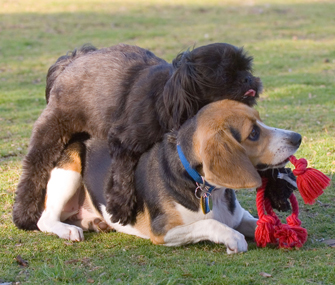 Dog Humping