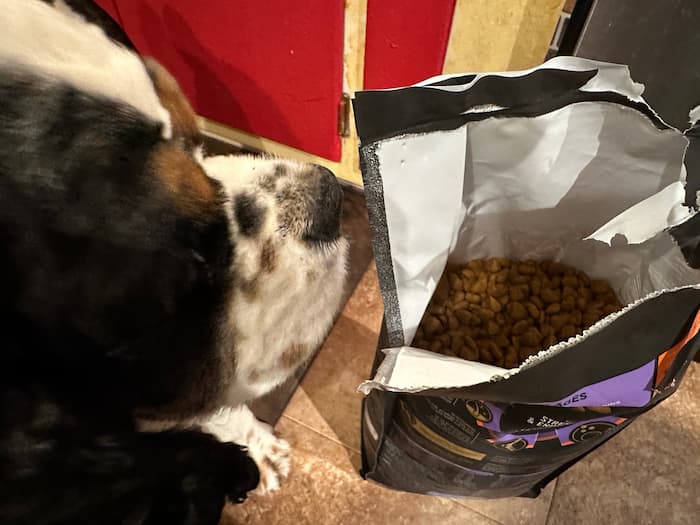 Dog looking into bag of food from Purina Pro Plan Sport