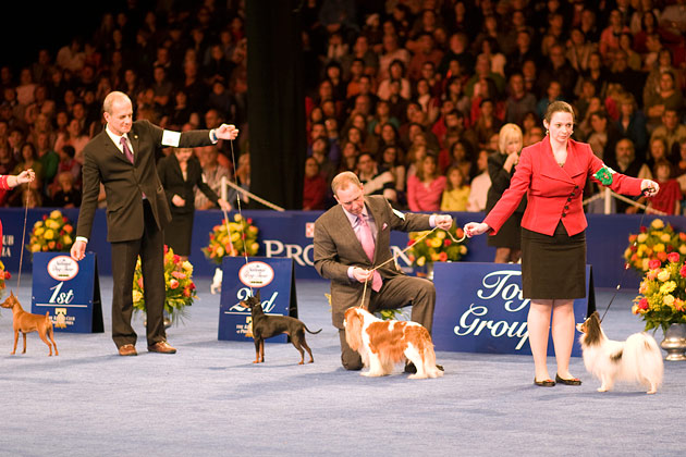 Toy breeds in the ring at the the National Dog Show