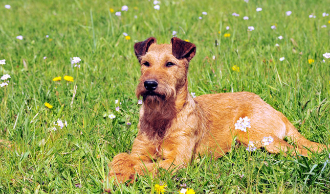 Irish Terrier