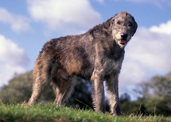 No. 9: Irish Wolfhound