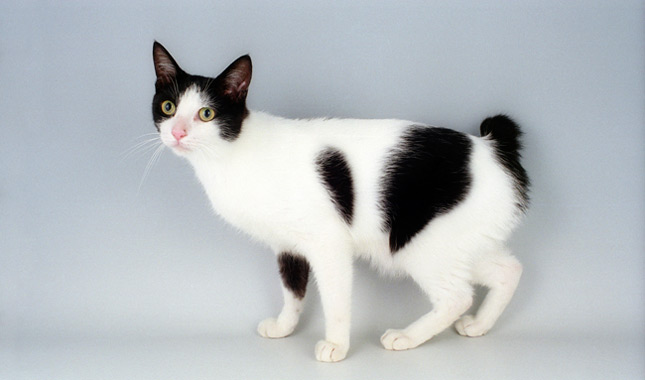 Japanese Bobtail