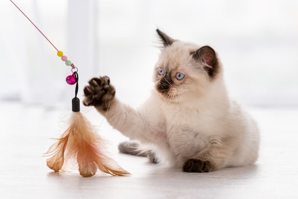 Cat playing with a toy