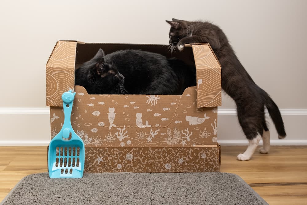 Kitty poo club review photo with two cats in the box with scoop