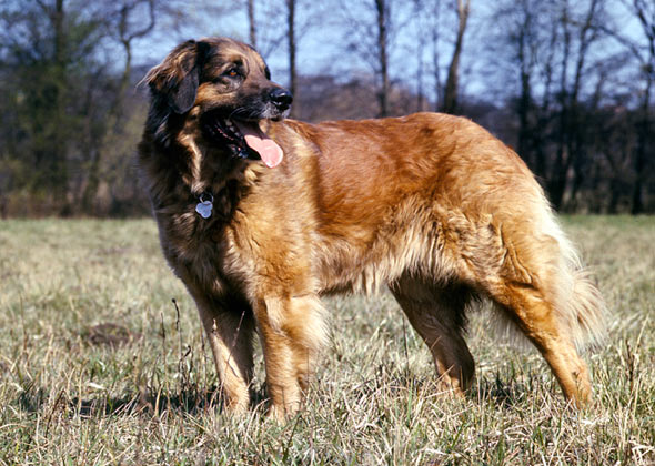 No. 10: Leonberger