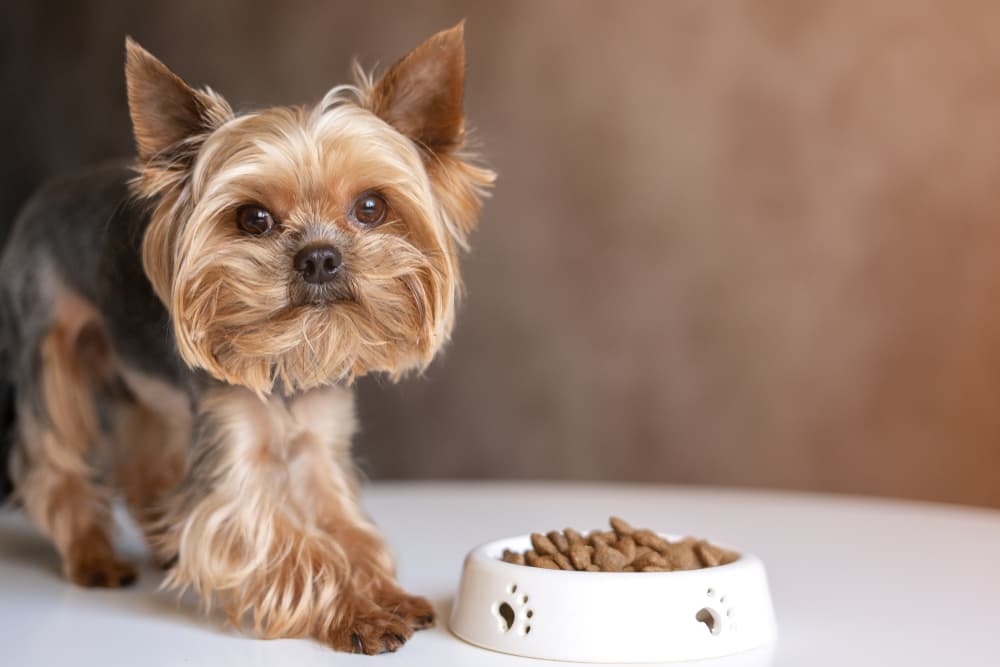 Dog waiting to eat food