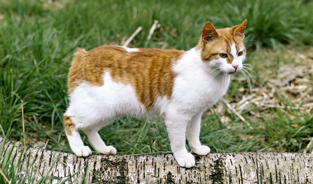 Manx cat outside