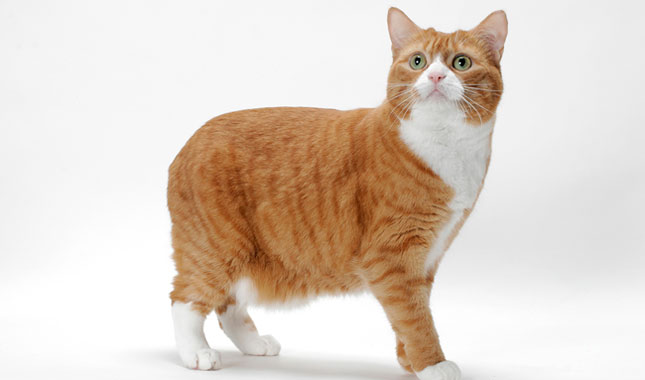 Orange and white Manx cat