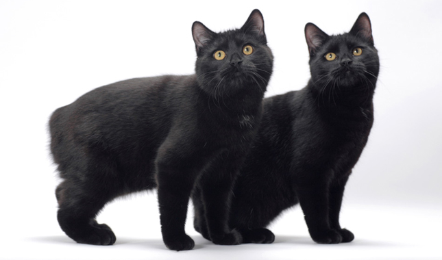 Two Black Manx Cats