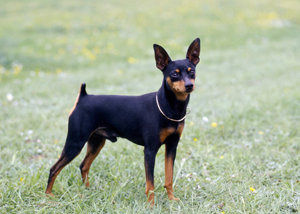 Miniature Pinscher