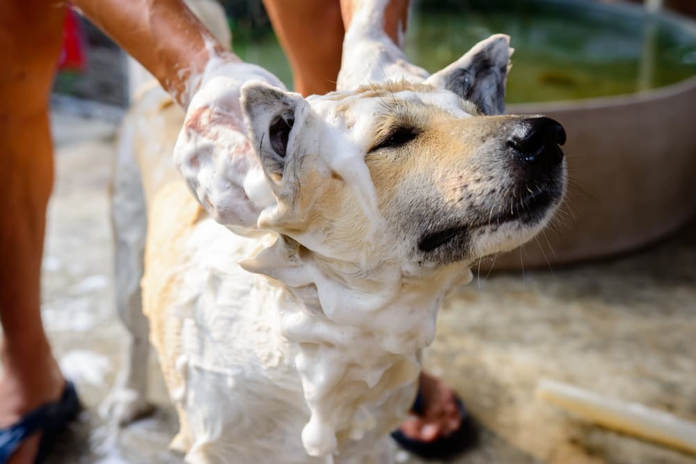 Best Moisturizing Dog Shampoo: 8 Top Picks