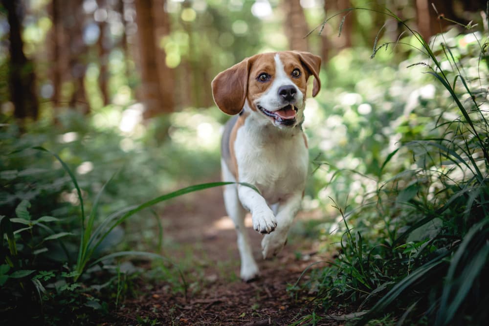 6 Best Pet-Friendly Bug Spray and Repellent Options for Dogs