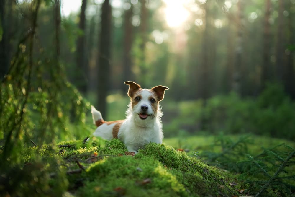 Dog in the woods happy