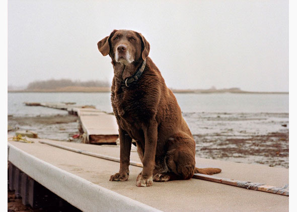 Moxie, 13 - Winthrop, Mass.