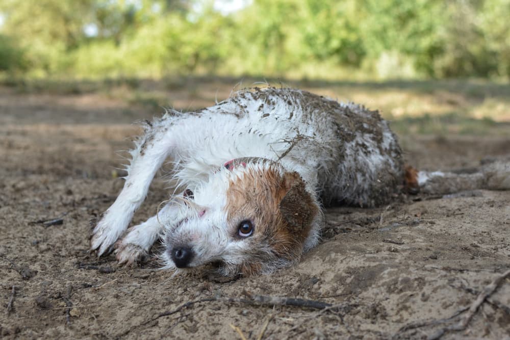 Dog rolling in the mud