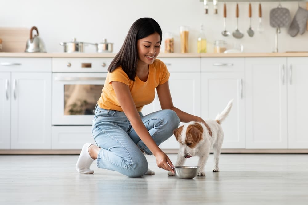 9 Best No-Spill Dog Bowls of 2024