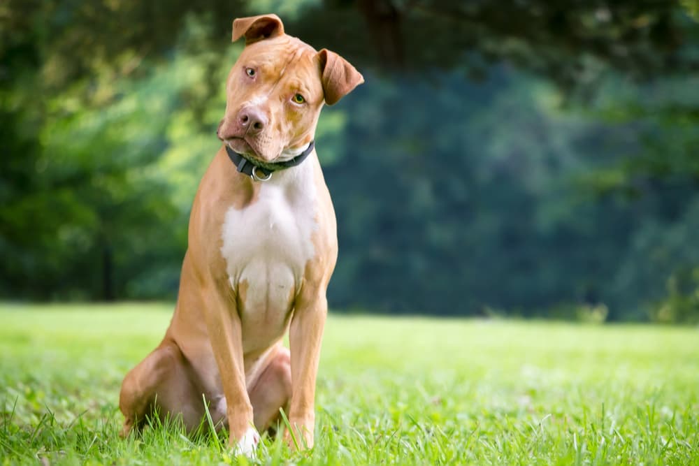 Dog head tilted outside in the field