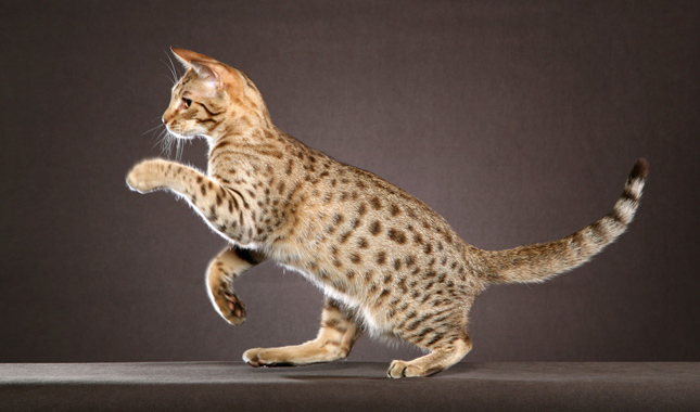 Ocicat