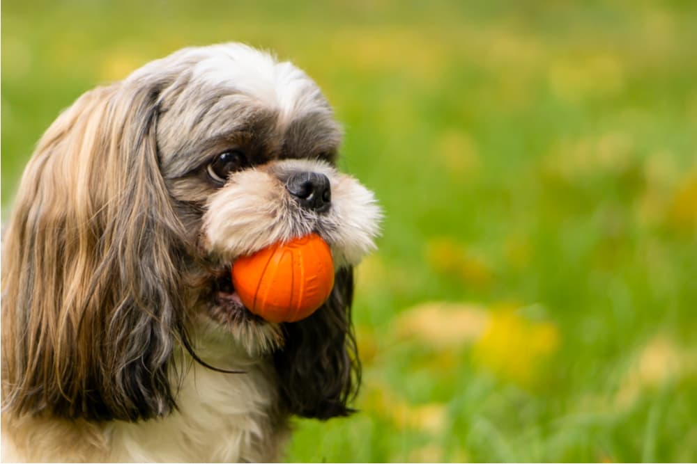 Happy dog outside with ball in summer