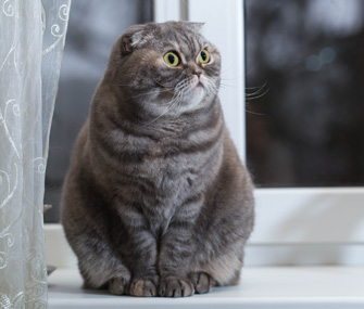 Help Your Overweight Cat Lose Extra Pounds