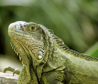 Pet Iguana