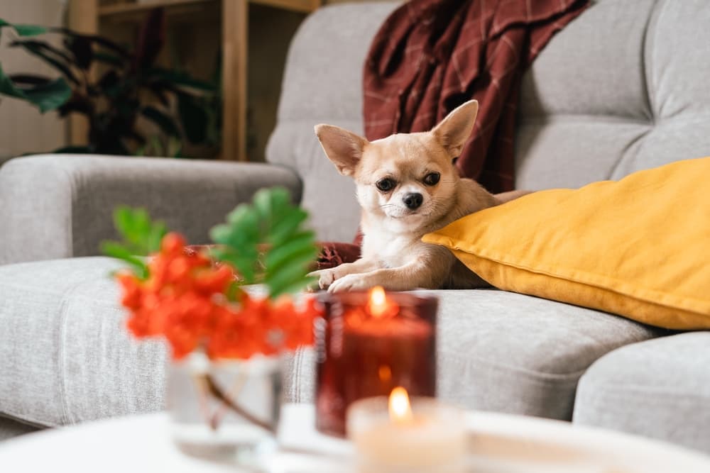 Dog laying on the couch next to a pet odor candle